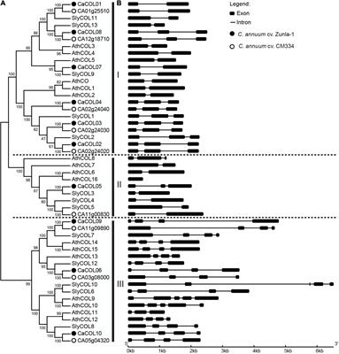 Genome-Wide Identification and Expression Profiling of CONSTANS-Like Genes in Pepper (Capsicum annuum): Gaining an Insight to Their Phylogenetic Evolution and Stress-Specific Roles